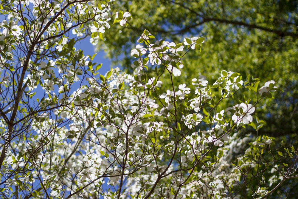 White Dogwood tree or Cornus florida in full bloom against blue sky. Hanamizuki, Cornus florida, Flowering Dogwood White Dogwood tree or Cornus florida in full bloom against blue sky. Hanamizuki, Cornus florida, Flowering Dogwood