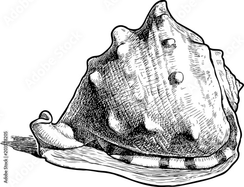 Hand drawing of a big sea shell