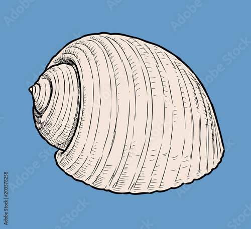 Hand drawing of a cockleshell