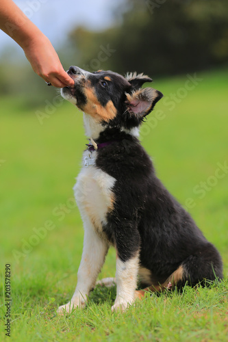 Puppy border collie