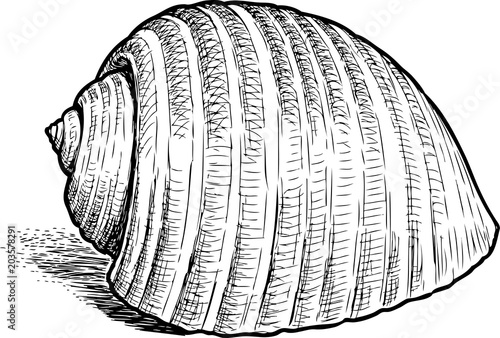 Hand drawing of a sea cockleshell