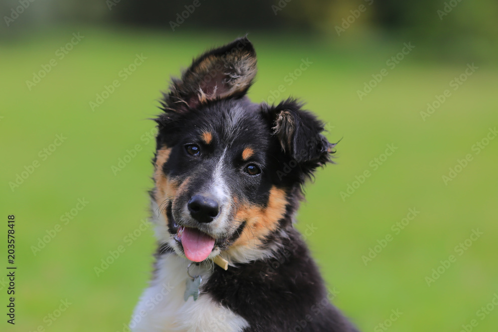 Puppy border collie