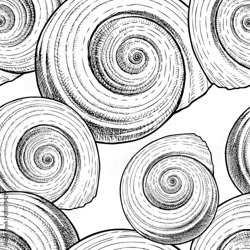 Pattern of the drawn spiral seashells