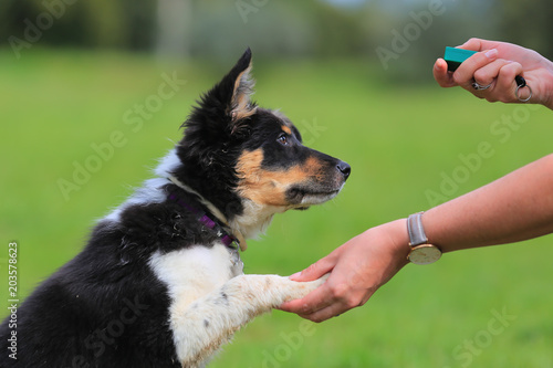 Puppy border collie