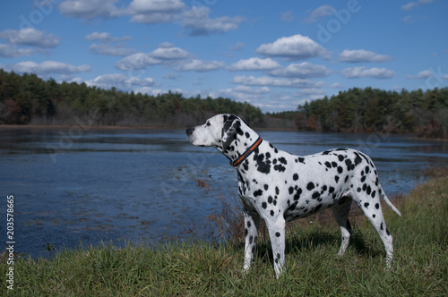 Dalmatian in Autumn