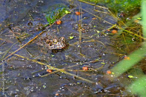 Frog in a swamp in the water with algae, close-up