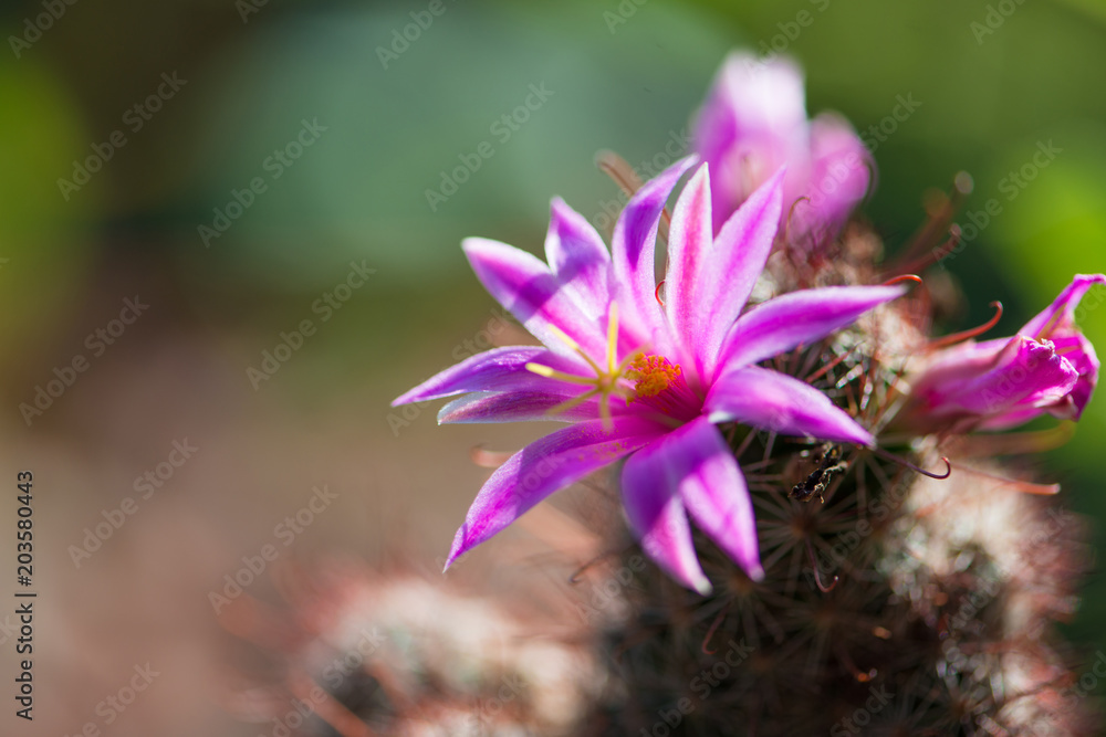Closed up Pink cactus flower in pot Closed up Pink cactus flower in pot