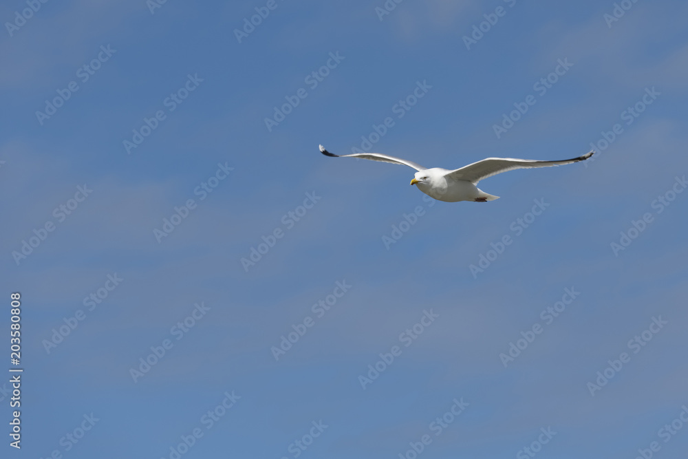 Seabird the Seagull against a blue sky. Seabird the Seagull against a blue sky.