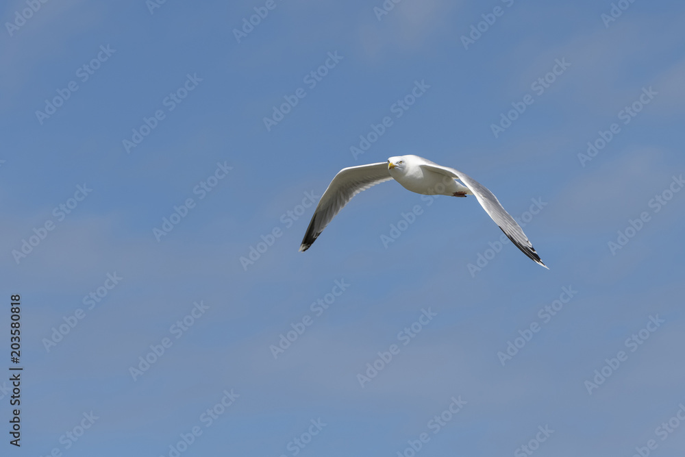 Seabird the Seagull against a blue sky. Seabird the Seagull against a blue sky.