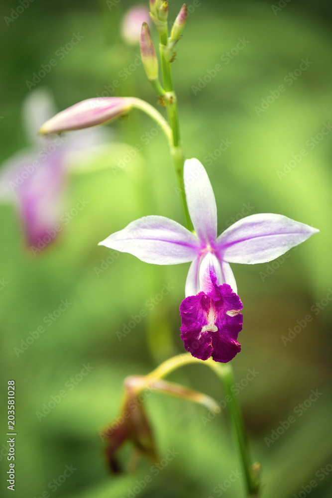 lilac orchid in the rain forest of Sinharaja, Sri Lanka