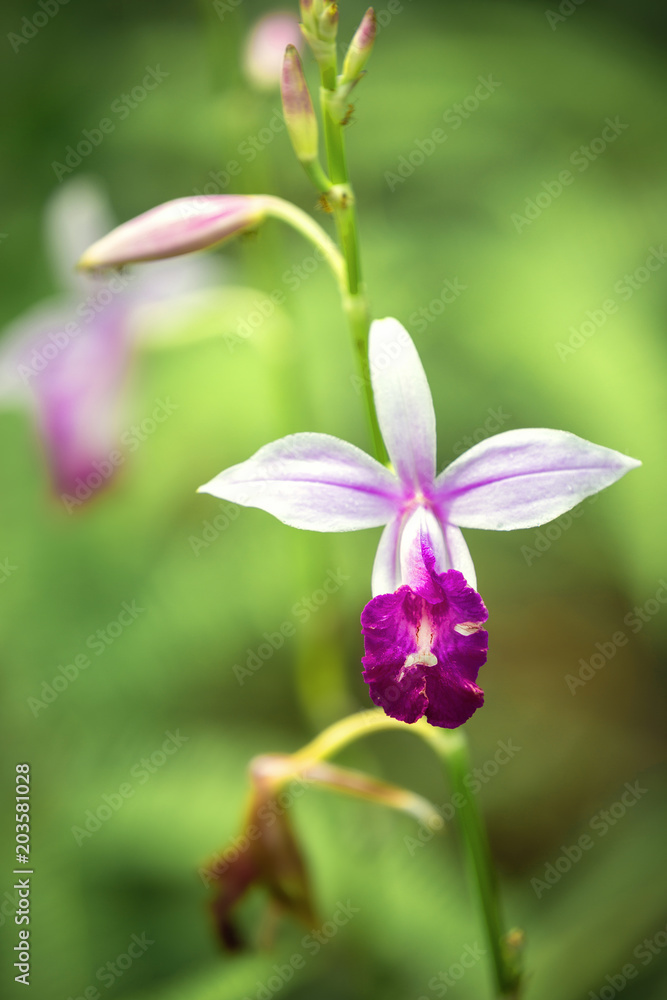 lilac orchid in the rain forest of Sinharaja, Sri Lanka lilac orchid in the rain forest of Sinharaja, Sri Lanka