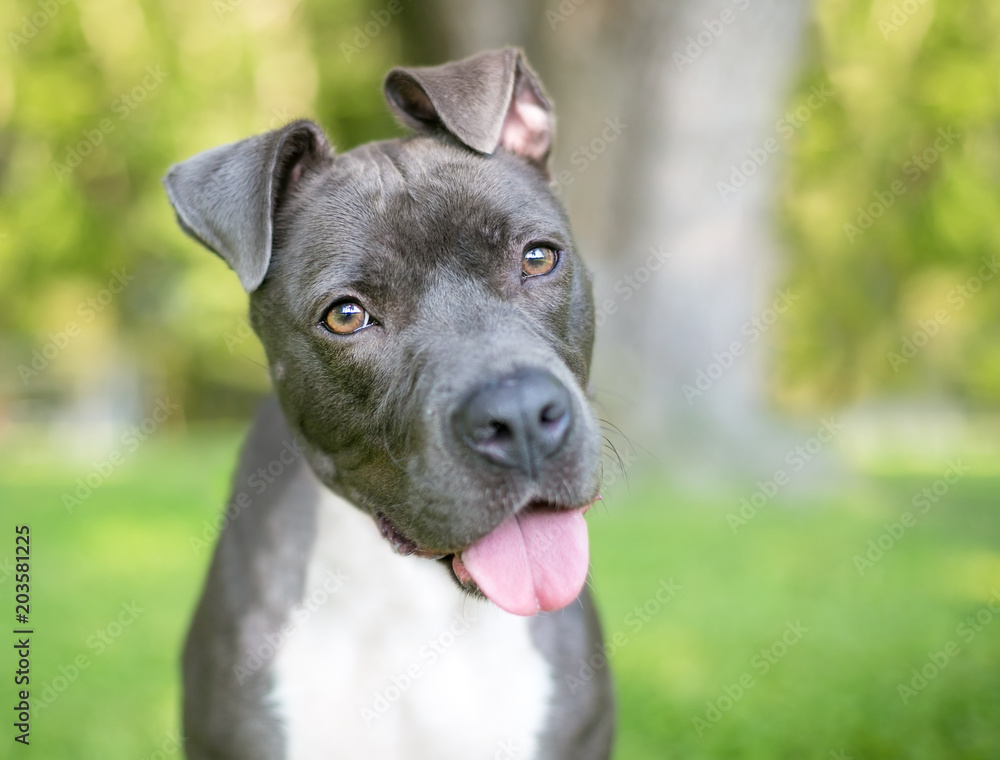 A blue and white Pit Bull Terrier mixed breed dog listening with a head tilt