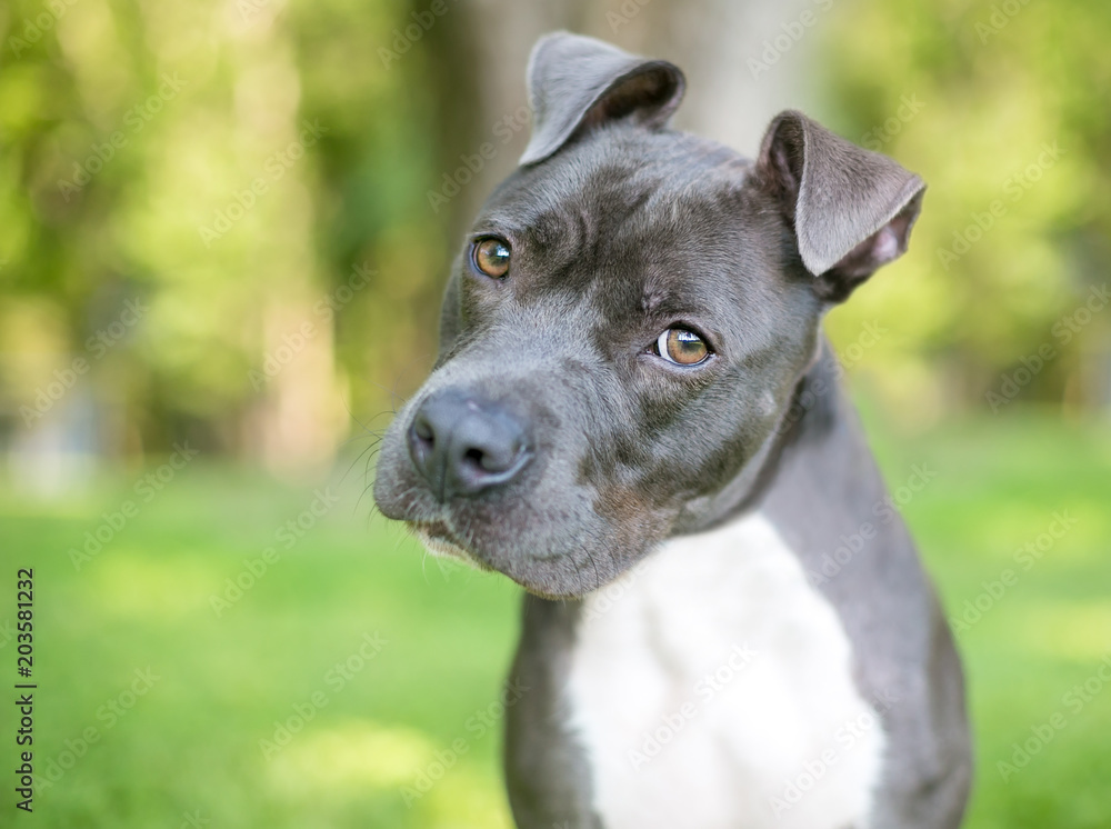 A blue and white Pit Bull Terrier mixed breed dog listening with a head tilt