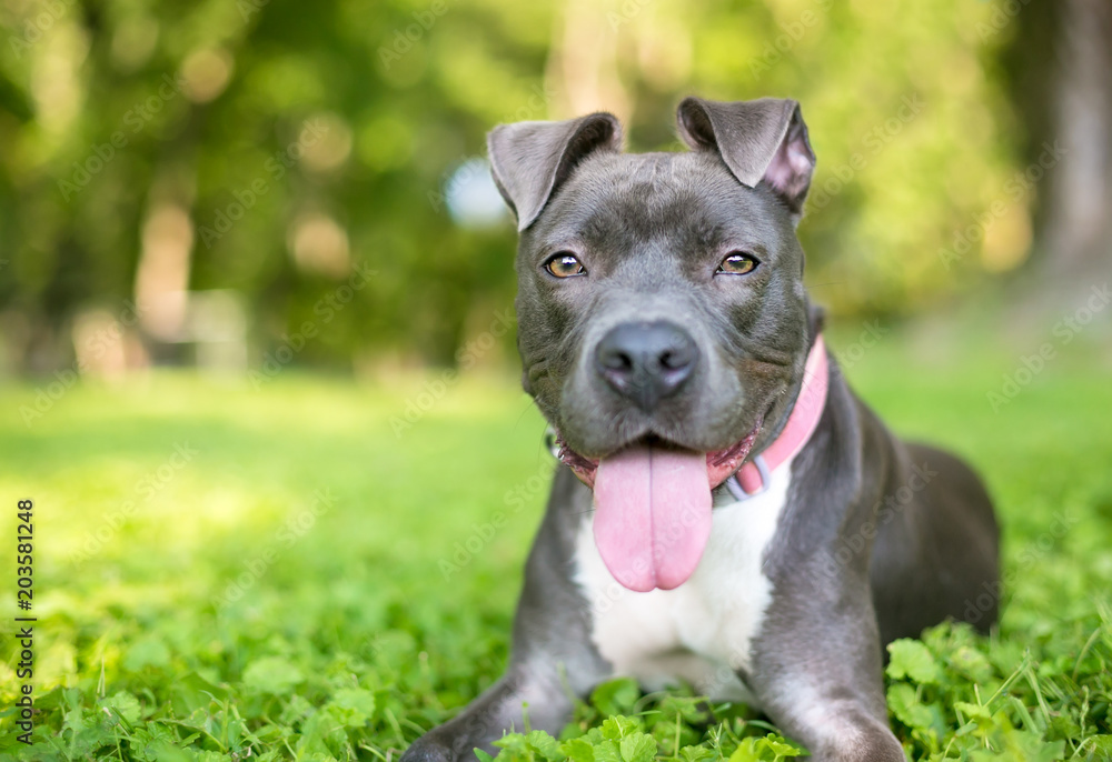 A blue and white Pit Bull Terrier mixed breed dog panting and relaxing in the grass