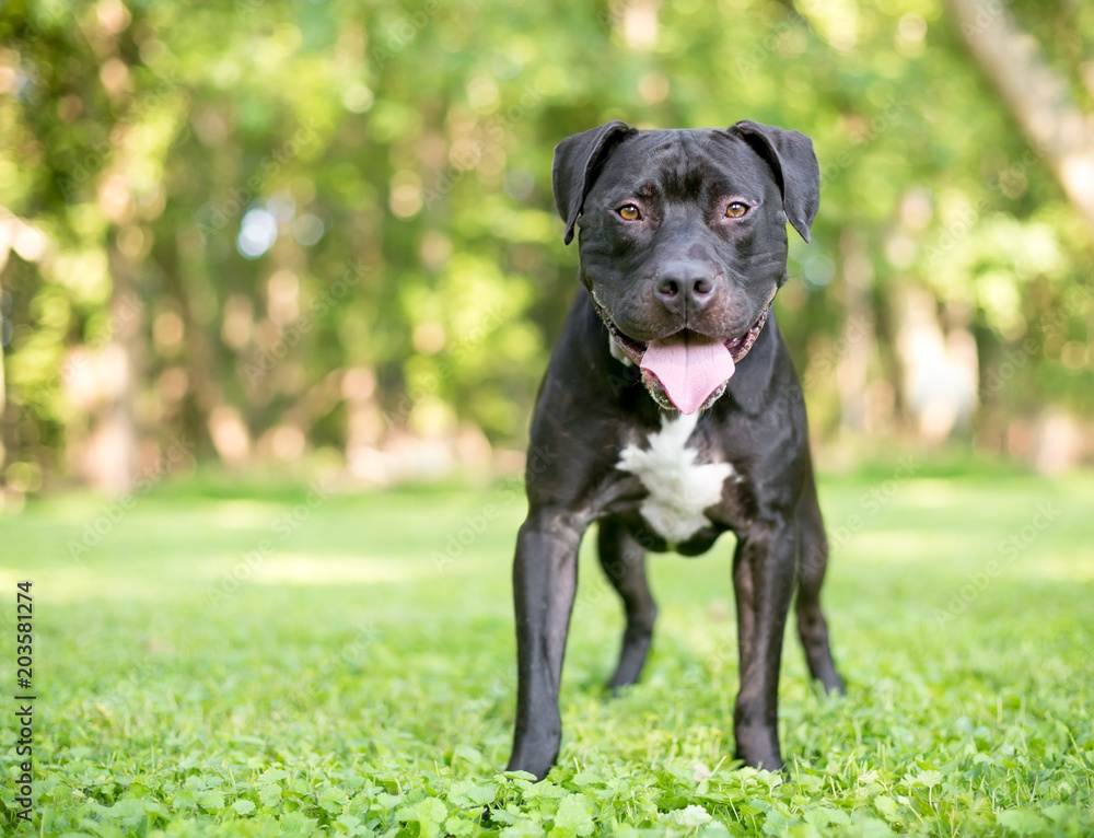 A black and white Pit Bull Terrier mixed breed dog with a happy expression A black and white Pit Bull Terrier mixed breed dog with a happy expression