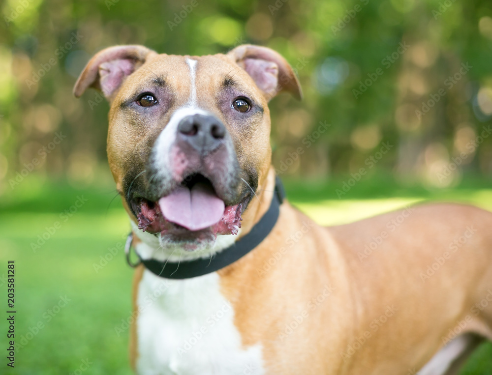 A fawn and white mixed breed dog outdoors