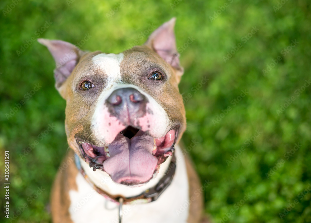 A happy Pit Bull Terrier mixed breed dog with cropped ears