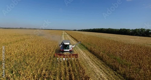 combine harvests corn
