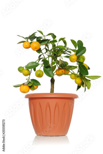 Plant tsitrofortunella or kalamandin in a pot on a white background with green leaves and orange fruits