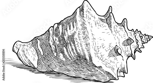Sketch of a big sea cockleshell