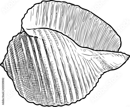 Sketch of a cockleshell