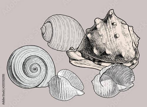 Still-life with the various seashells. All objects isolated.