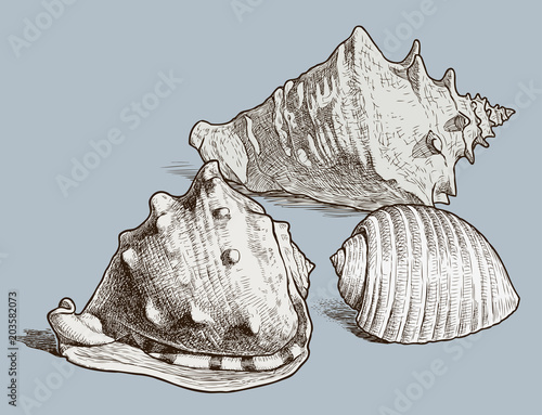 The various drawn seashells. All objects isolated.