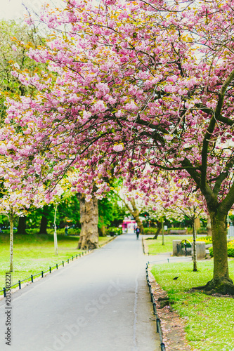 pink tree in city park in spring with plenty of blossoms surrounded by greenery