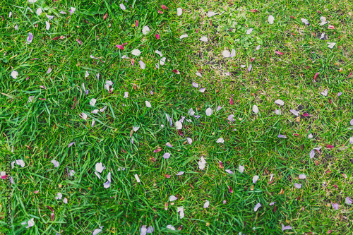 pink petals from spring blossoms on grass
