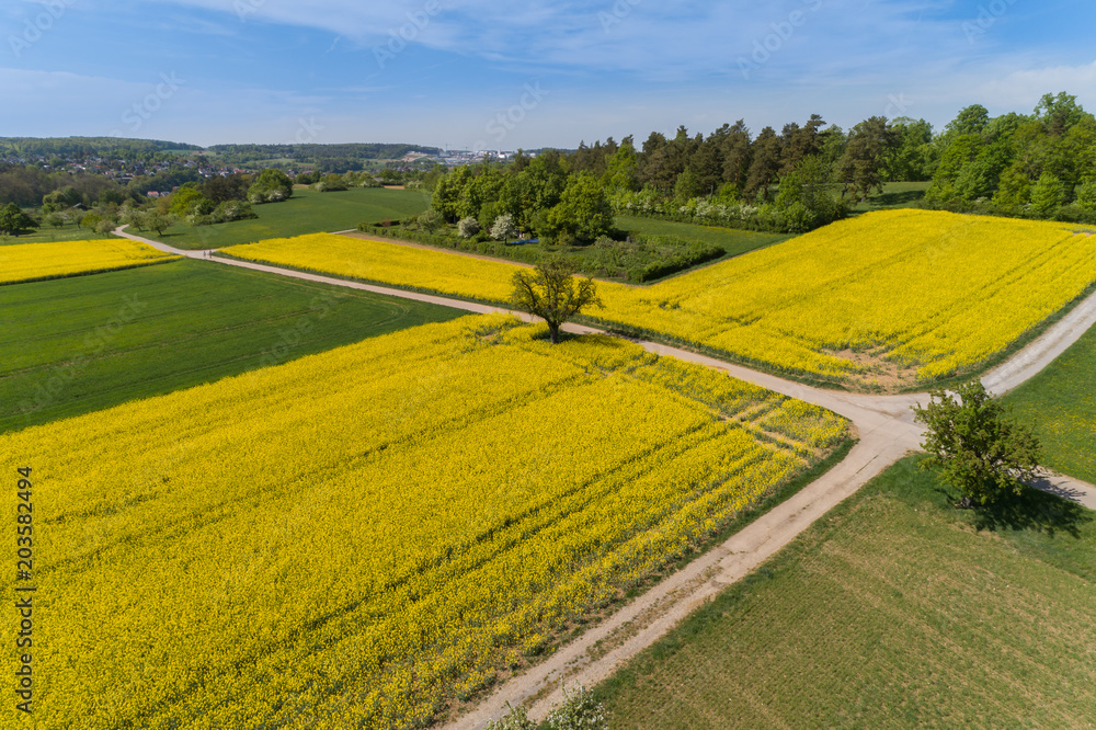 Fototapeta premium Luftbild blühende Rapsfelder im Frühling