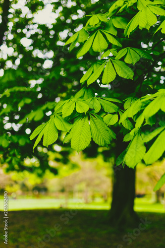 horse chestnut trees in city park with extremely vibrant green tones