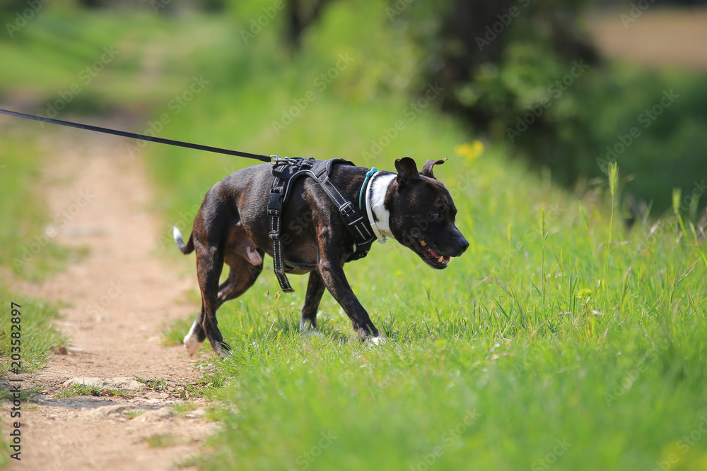 Staffordshire bull terrier in leash Staffordshire bull terrier in leash