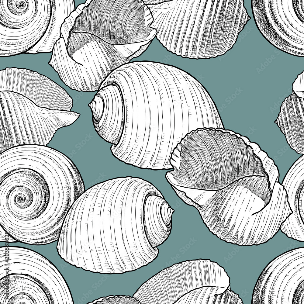 Vector background of the various seashells Vector background of the various seashells