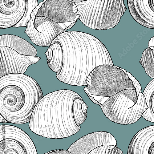 Vector background of the various seashells
