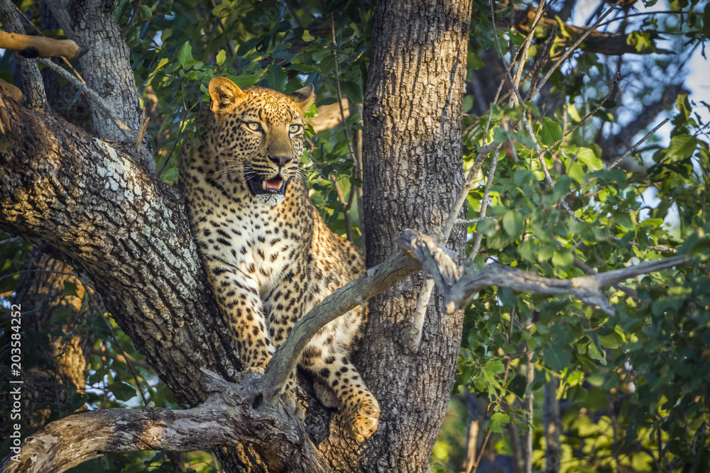 Naklejka premium Lampart w Parku Narodowym Krugera w RPA