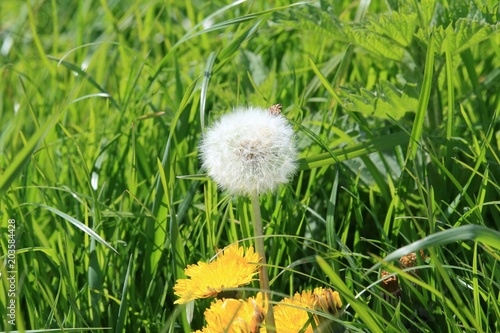 Fototapeta Naklejka Na Ścianę i Meble -  Pusteblume und Löwenzahnblüte im Gras