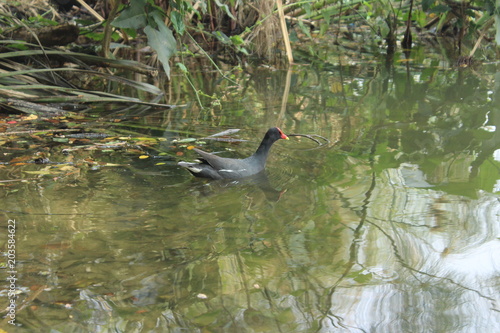  Bird in Lagoa do Nado