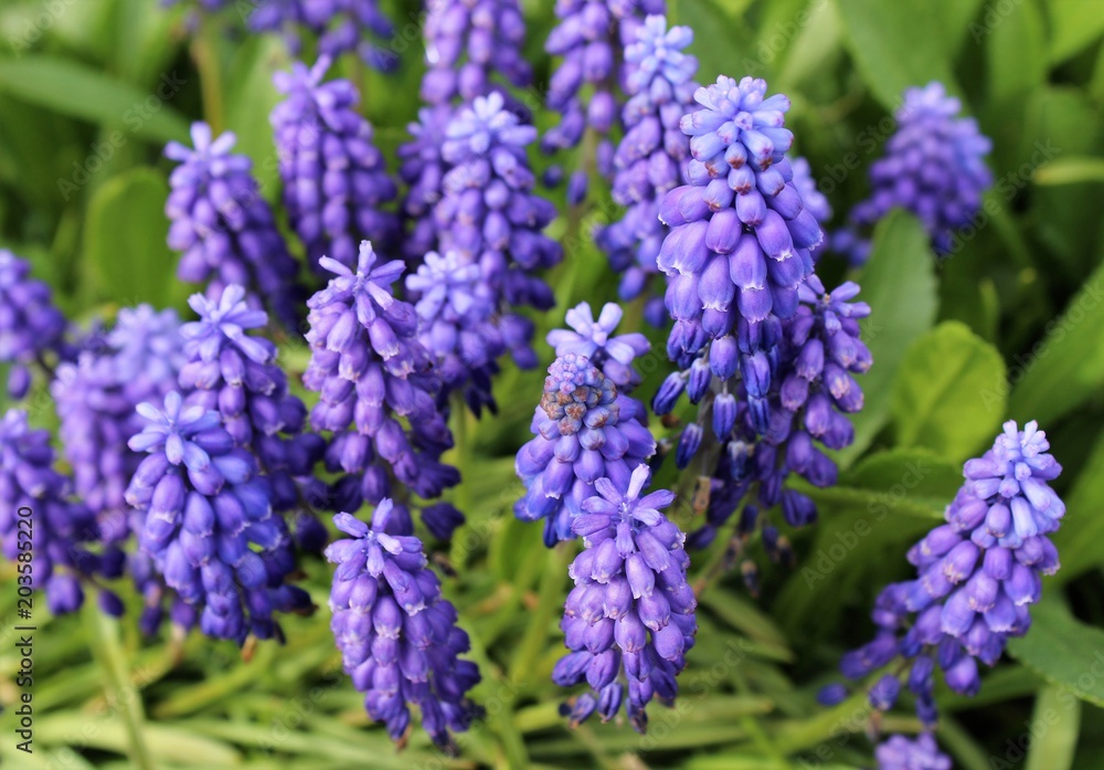 Muscari flowers bloom in a spring garden Muscari flowers bloom in a spring garden