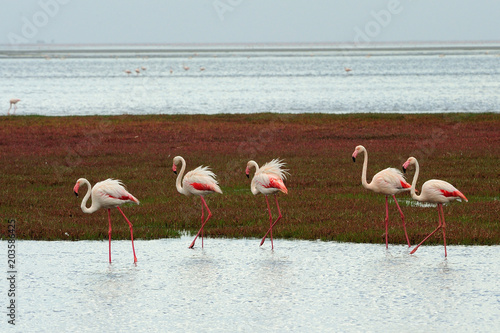 Greater flamingos © Shumba138