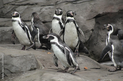 Penguins Gathering Herd