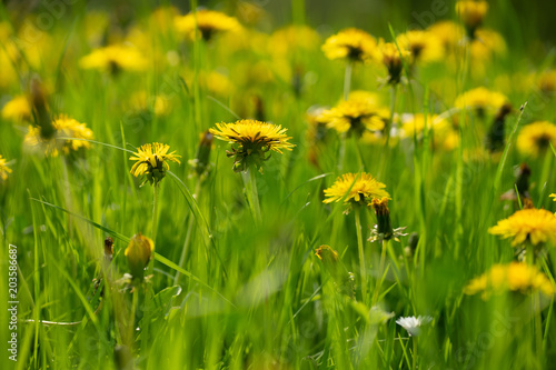 Fototapeta Naklejka Na Ścianę i Meble -  des pissenlits en quantité dans un champ 