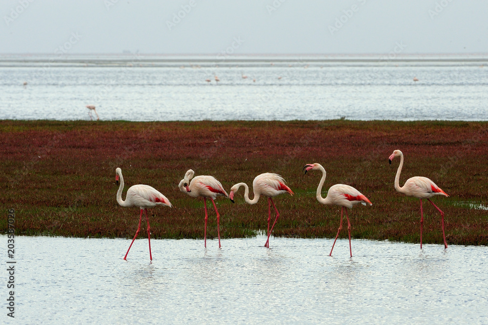 Obraz premium Greater flamingos