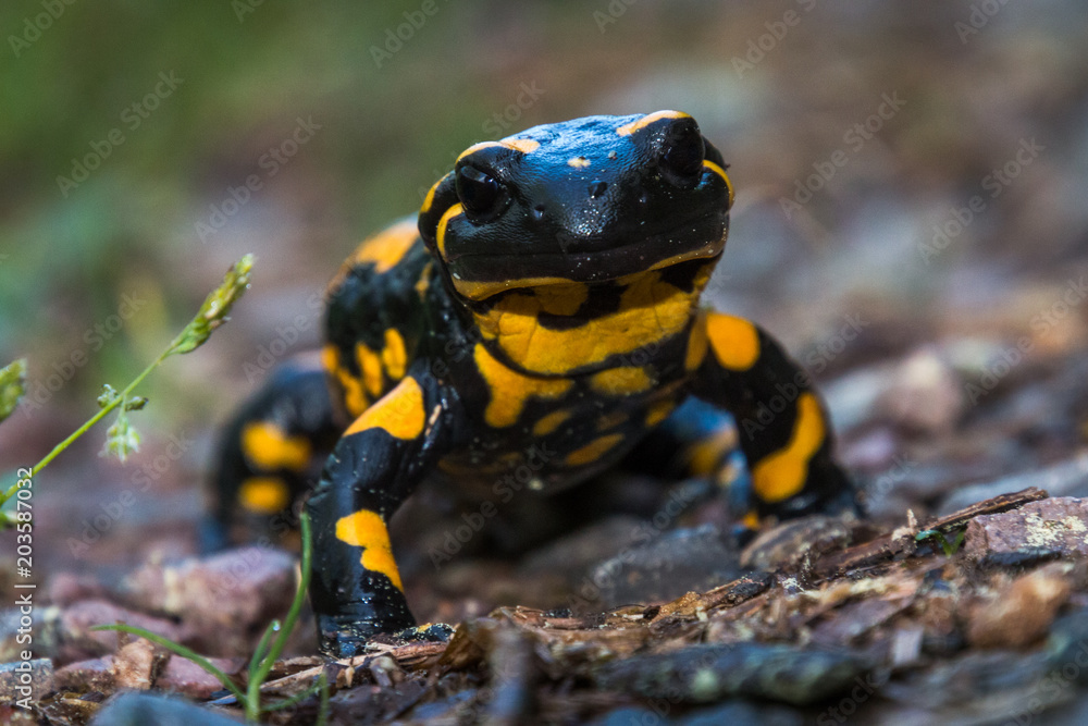 Fire salamander at eye level very interested Fire salamander at eye level very interested