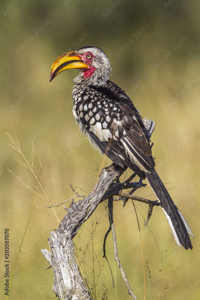 Fototapeta premium Southern yellow billed hornbill in Kruger National park, South Africa