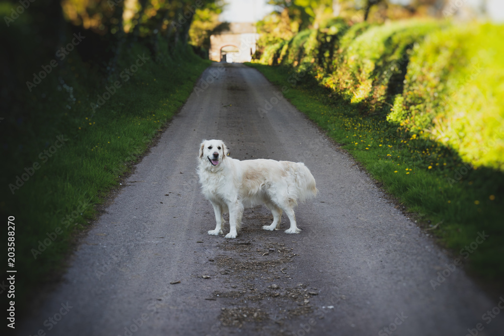 Purebred white golden retriever in the middle of a country road