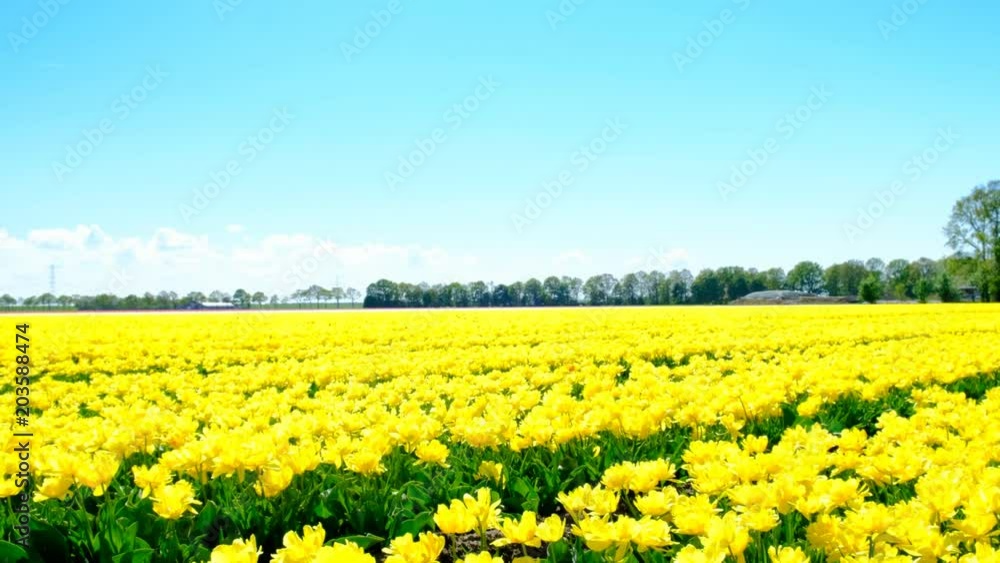 Yellow tulips in a field during a beautiful spring day Yellow tulips in a field during a beautiful spring day