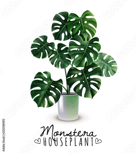 Realistic House Plant Monstera   
