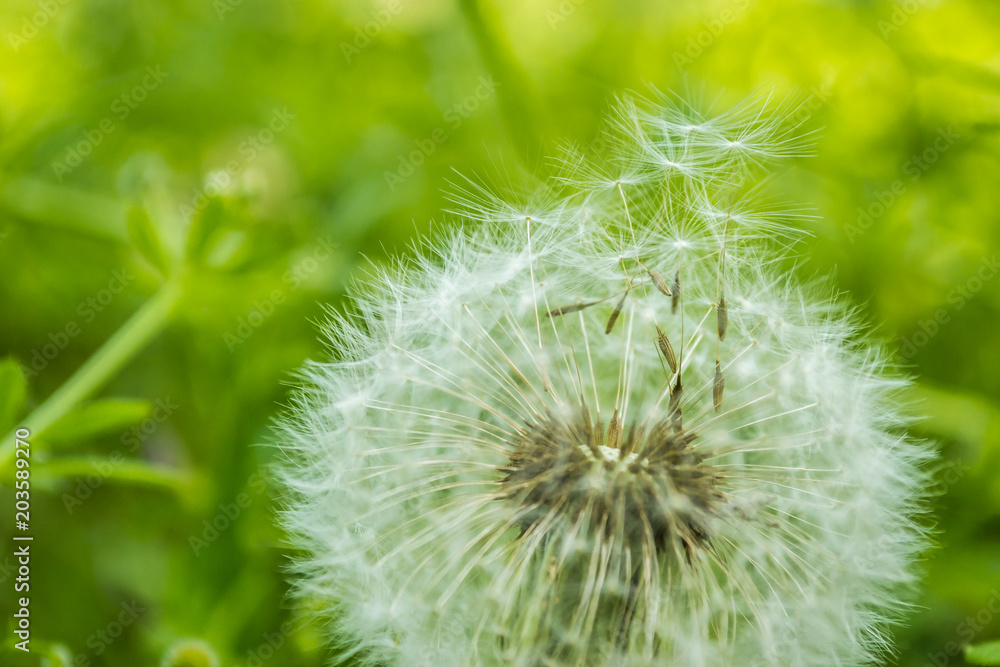 White flower dandelion in spring grass White flower dandelion in spring grass