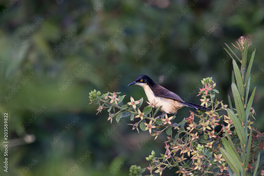 japacanim ( Donacobius atricapilla ) japacanim ( Donacobius atricapilla )