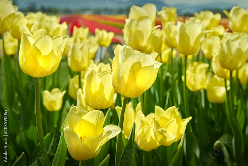 Fototapeta Naklejka Na Ścianę i Meble -  Yellow Tulips Close Up. Bright, yellow tulips in the Spring sunshine.


